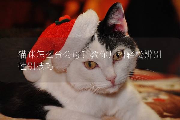 猫咪怎么分公母？教你几招轻松辨别性别技巧