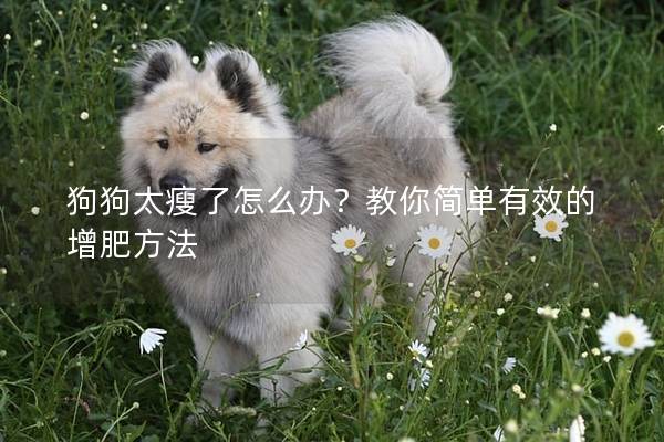 狗狗太瘦了怎么办？教你简单有效的增肥方法