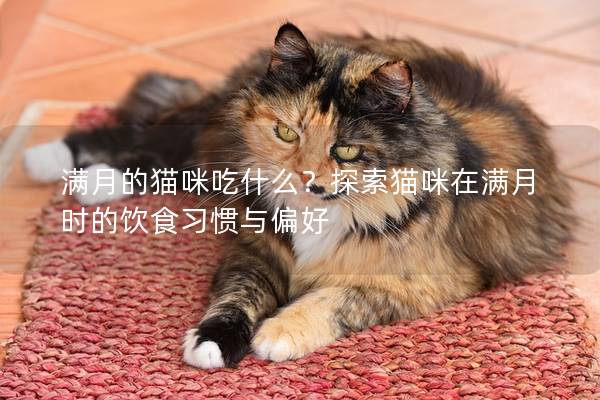 满月的猫咪吃什么？探索猫咪在满月时的饮食习惯与偏好
