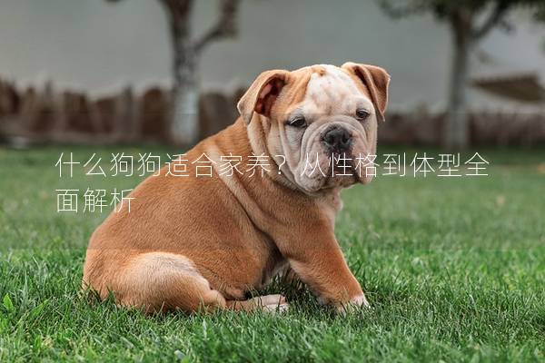 什么狗狗适合家养？从性格到体型全面解析