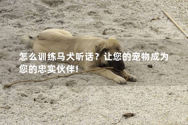 怎么训练马犬听话？让您的宠物成为您的忠实伙伴!