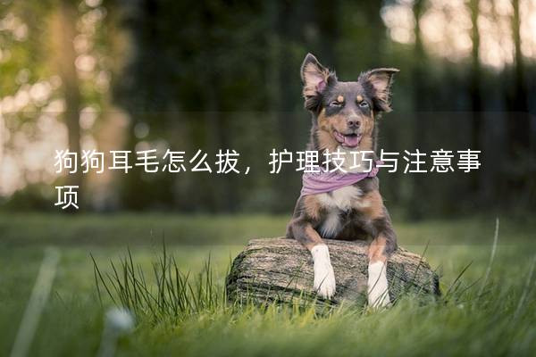 狗狗耳毛怎么拔，护理技巧与注意事项
