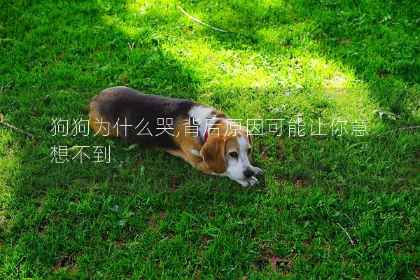 狗狗为什么哭,背后原因可能让你意想不到
