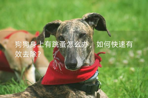 狗狗身上有跳蚤怎么办，如何快速有效去除？