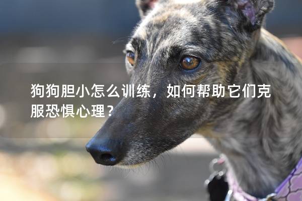 狗狗胆小怎么训练，如何帮助它们克服恐惧心理？