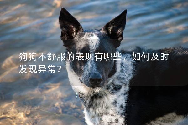 狗狗不舒服的表现有哪些，如何及时发现异常？