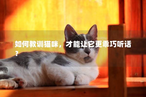 如何教训猫咪，才能让它更乖巧听话？