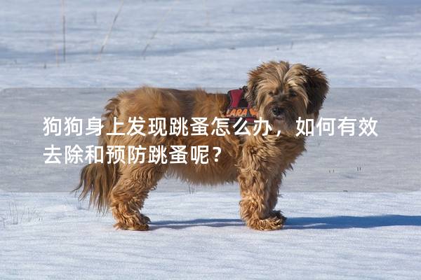 狗狗身上发现跳蚤怎么办，如何有效去除和预防跳蚤呢？