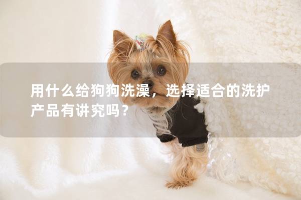 用什么给狗狗洗澡，选择适合的洗护产品有讲究吗？