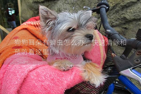 狗狗耳朵有蜱虫怎么办，快速清除和预防看这里!
