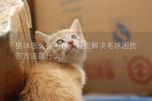 猫咪怎么去毛球，轻松解决毛球困扰的方法是什么？