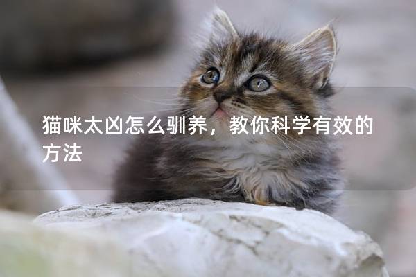 猫咪太凶怎么驯养，教你科学有效的方法