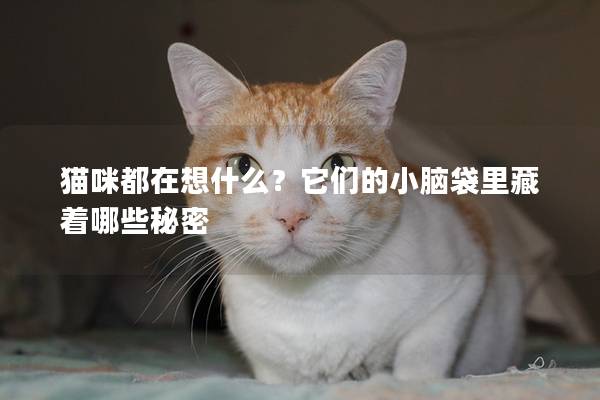 猫咪都在想什么？它们的小脑袋里藏着哪些秘密