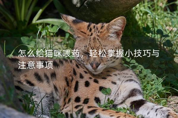 怎么给猫咪喂药，轻松掌握小技巧与注意事项
