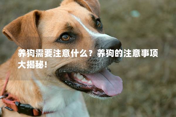 养狗需要注意什么？养狗的注意事项大揭秘!