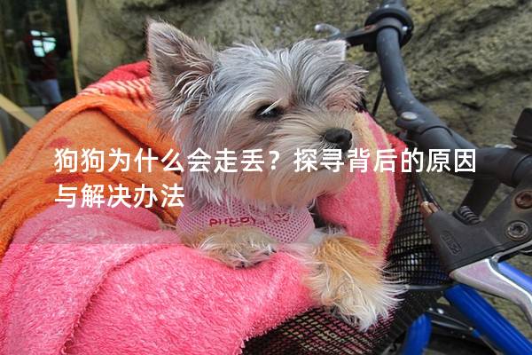 狗狗为什么会走丢？探寻背后的原因与解决办法