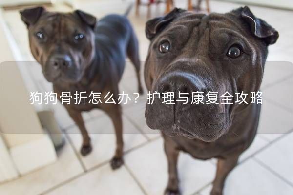 狗狗骨折怎么办？护理与康复全攻略