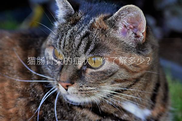 猫肠胃炎的症状，你了解多少？