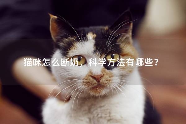 猫咪怎么断奶，科学方法有哪些？