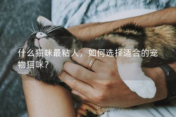 什么猫咪最粘人，如何选择适合的宠物猫咪？