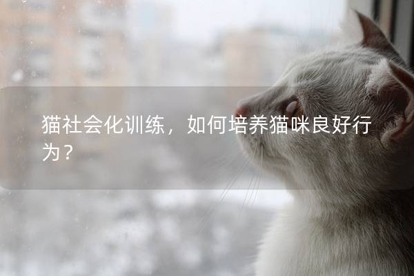 猫社会化训练，如何培养猫咪良好行为？