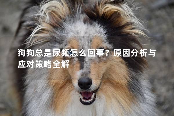 狗狗总是尿频怎么回事？原因分析与应对策略全解