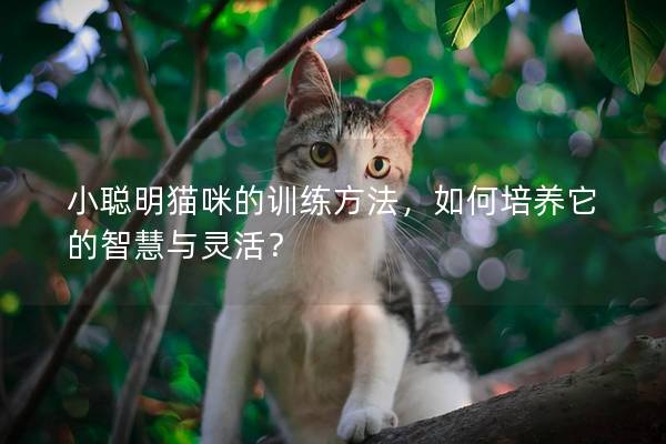 小聪明猫咪的训练方法，如何培养它的智慧与灵活？