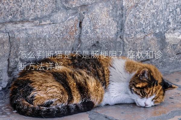 怎么判断猫是不是肠梗阻？症状和诊断方法详解