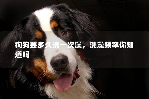 狗狗要多久洗一次澡，洗澡频率你知道吗