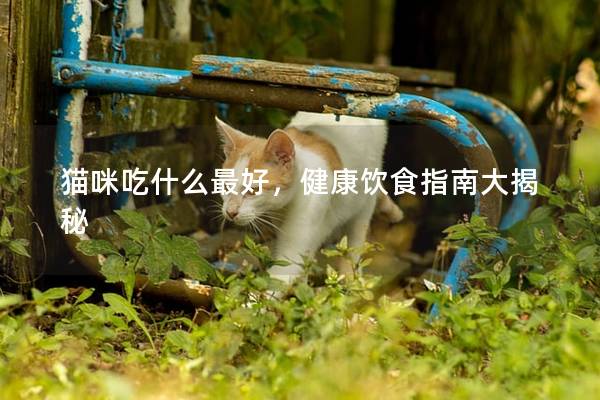 猫咪吃什么最好，健康饮食指南大揭秘