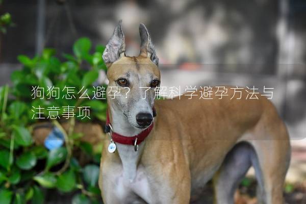 狗狗怎么避孕？了解科学避孕方法与注意事项