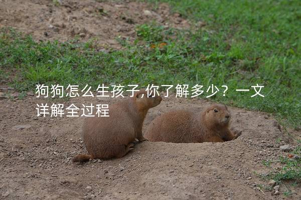 狗狗怎么生孩子,你了解多少？一文详解全过程