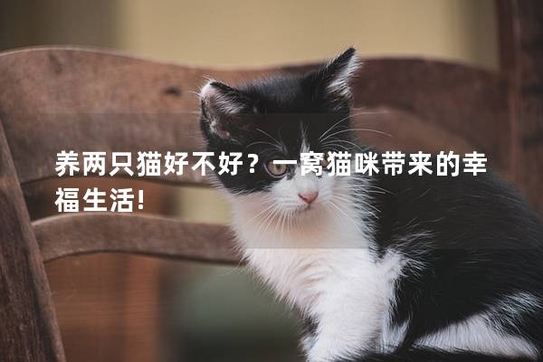 养两只猫好不好？一窝猫咪带来的幸福生活!