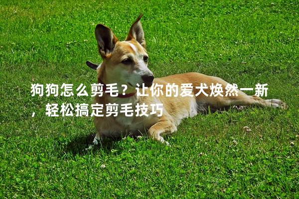 狗狗怎么剪毛？让你的爱犬焕然一新，轻松搞定剪毛技巧