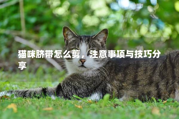 猫咪脐带怎么剪，注意事项与技巧分享