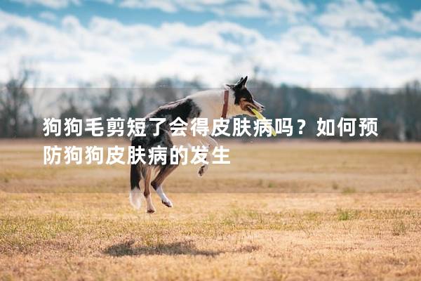 狗狗毛剪短了会得皮肤病吗？如何预防狗狗皮肤病的发生