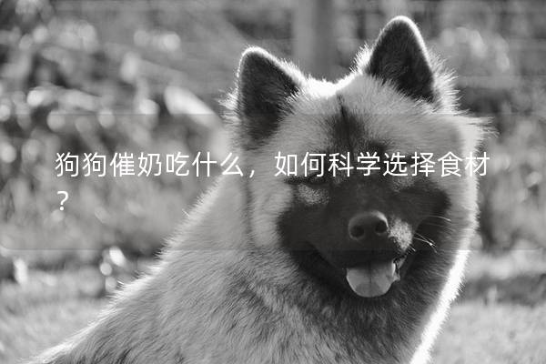 狗狗催奶吃什么，如何科学选择食材？