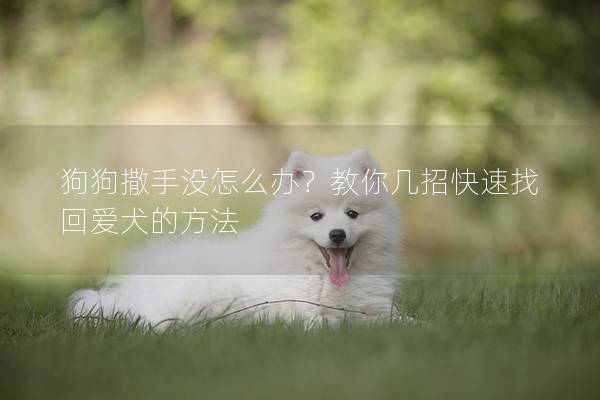 狗狗撒手没怎么办？教你几招快速找回爱犬的方法