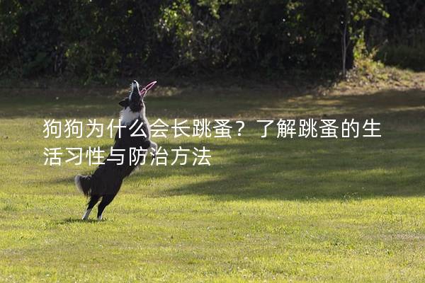 狗狗为什么会长跳蚤？了解跳蚤的生活习性与防治方法