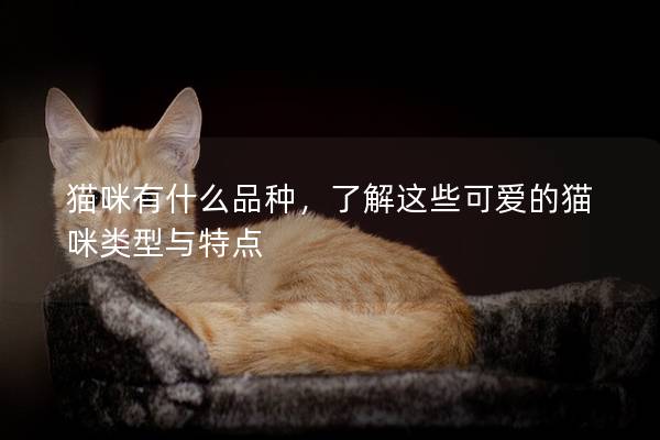 猫咪有什么品种，了解这些可爱的猫咪类型与特点