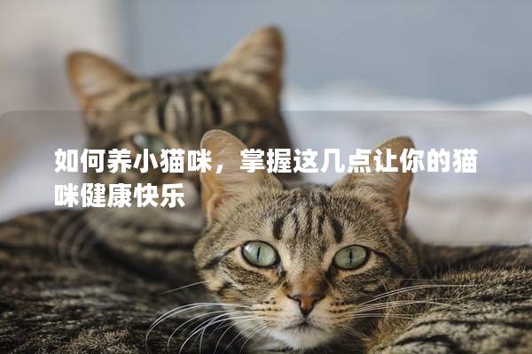 如何养小猫咪，掌握这几点让你的猫咪健康快乐