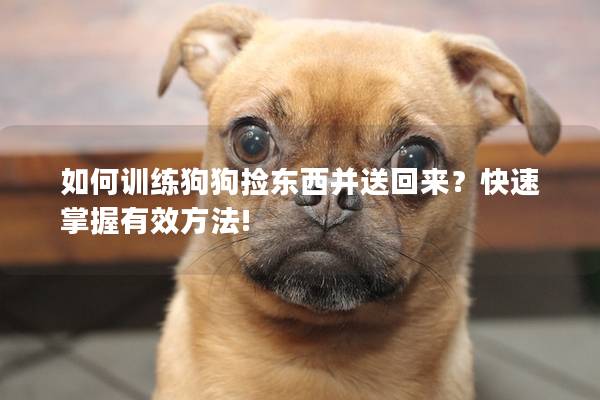 如何训练狗狗捡东西并送回来？快速掌握有效方法!
