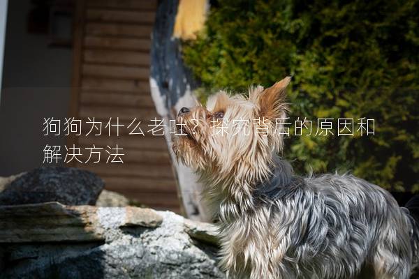 狗狗为什么老吐？探究背后的原因和解决方法