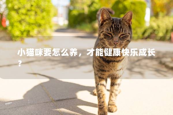 小猫咪要怎么养，才能健康快乐成长？