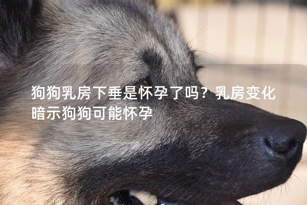 狗狗乳房下垂是怀孕了吗？乳房变化暗示狗狗可能怀孕
