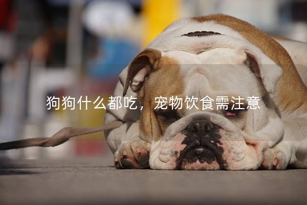 狗狗什么都吃，宠物饮食需注意