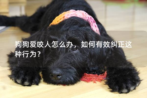 狗狗爱咬人怎么办，如何有效纠正这种行为？