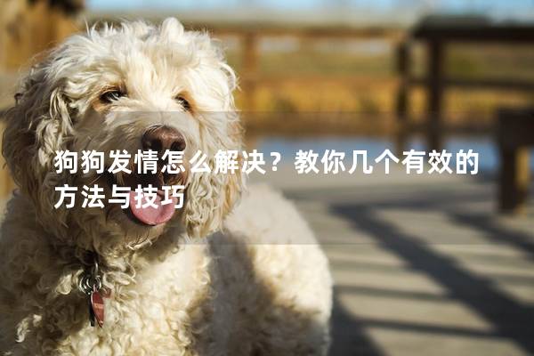 狗狗发情怎么解决？教你几个有效的方法与技巧