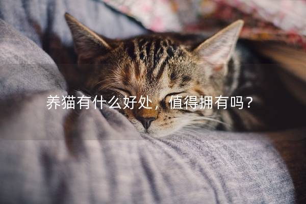 养猫有什么好处，值得拥有吗？