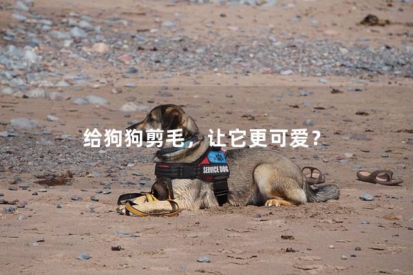 给狗狗剪毛，让它更可爱？